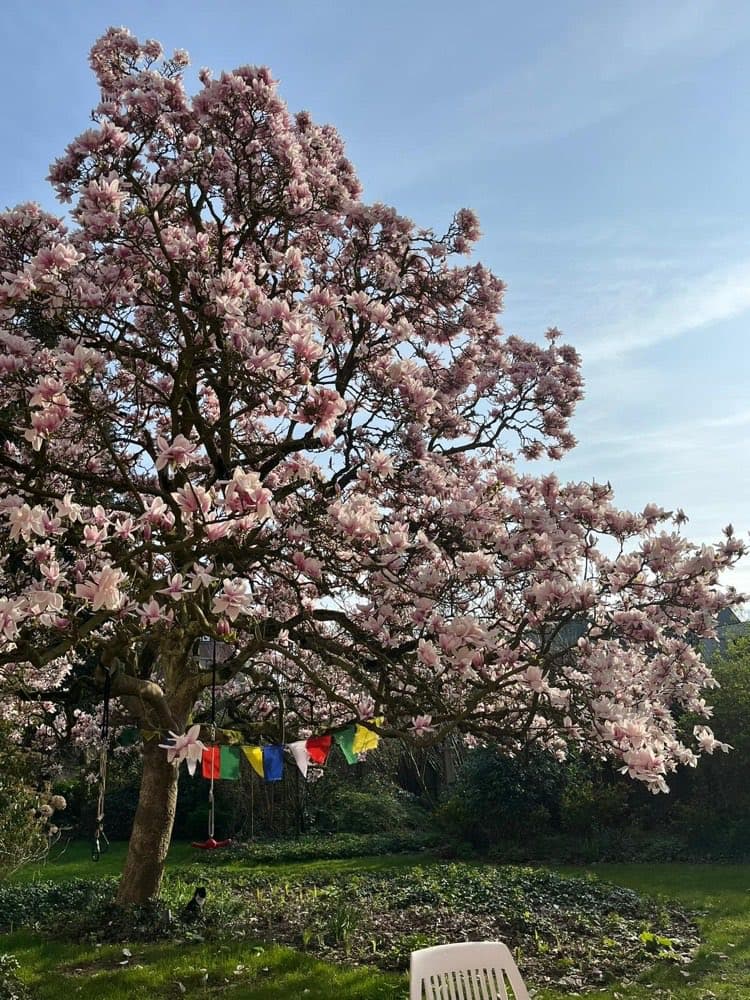 De bloeiende magnolia in de tuin van Praktijk Present.